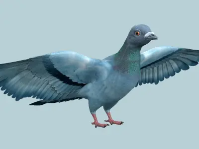 Pigeon Low-poly 3D model shop