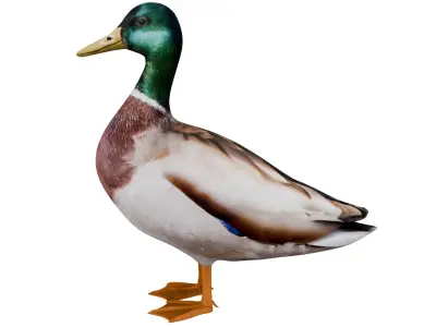 Mallard Duck 3D model purchase