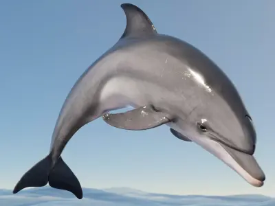 Dolphin Animated  Low-poly 3D model