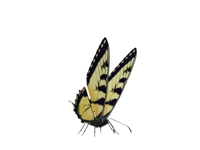 Butterfly Collection Pack 7-12 Low-poly 3D model