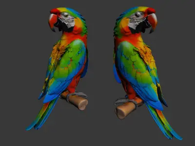 Parrot 3D model shop