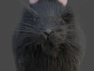 Gray double mane lionhead rabbit Free 3D model