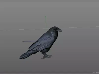 Crow Corbeau Free 3D model