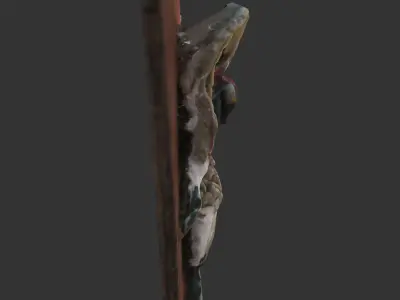 Anatomy Plaster Frog Model 3D model