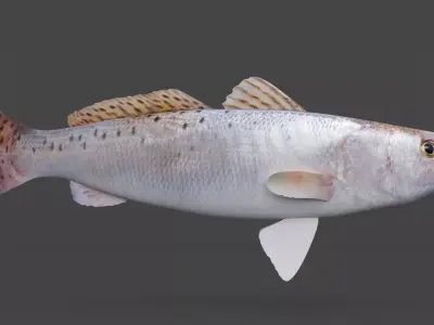 Seatrout Fish 3D model