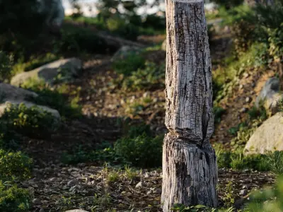  Tall Cut Decaying Flaking Tree Stump 