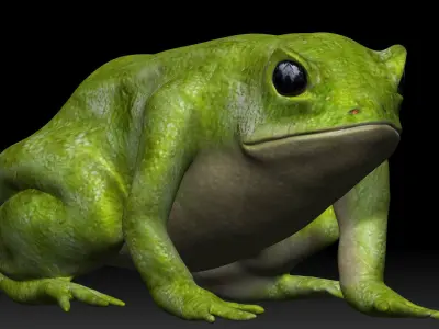 Green frog Low-poly 3D model