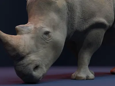 Rhino 3D Animation Model  3D model