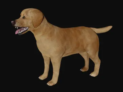 Labrador retriever Low-poly 3D model