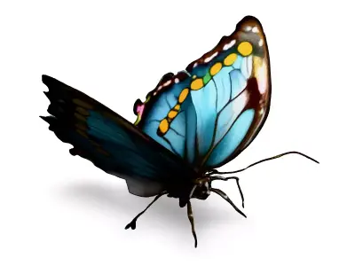 Realistic Blue Butterfly 3D Model Low-poly 3D model
