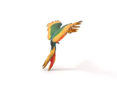 Colorful Parrot model pack Low-poly 3D model