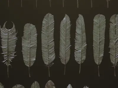 FEATHERS - 40 High poly sculpts and IMM Brush 3D model