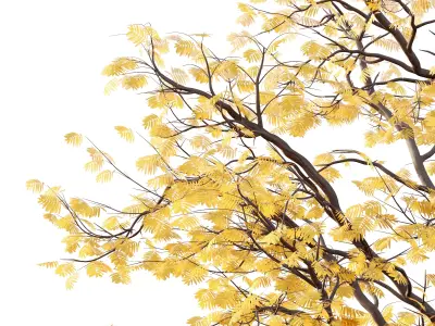 Mountain Ash Tree 01 3D model
