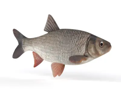 Freshwater Fish 3D model get