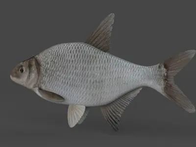 Bream Fish 3D model purchase