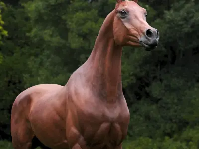 horse arabian BROWN Zbrush 3D model