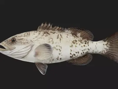 Bass fish Low-poly 3D model 6
