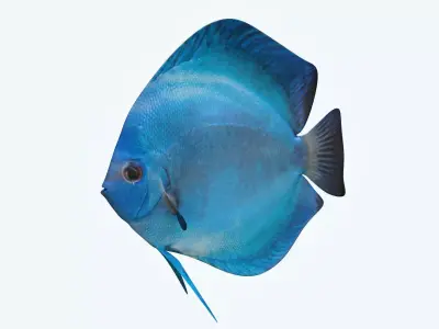 Discus Fish 3 3D model