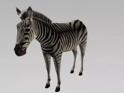 ZEBRA LOW POLY 3D model
