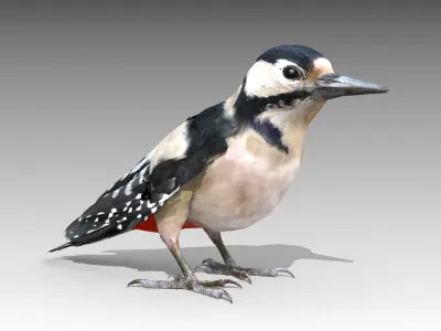 Woodpecker 
