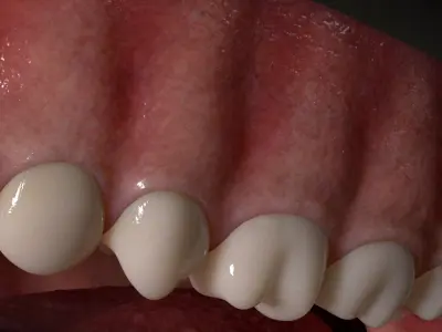Human Mouth Teeth Anatomy 3D model