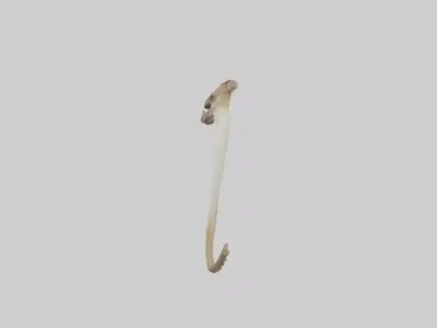 Kangaroo Tibia Low-poly 3D model