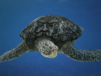 SeaTurtle Low-poly 3D model