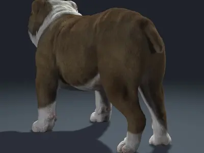 Bulldog 3D model get
