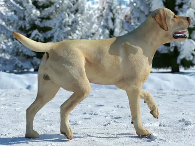 Labrador Dog White Walking 3D model