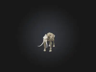 Realistic Elephant Skeleton Model Low-poly 3D model