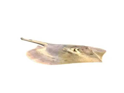 Stingray Fish 3D model