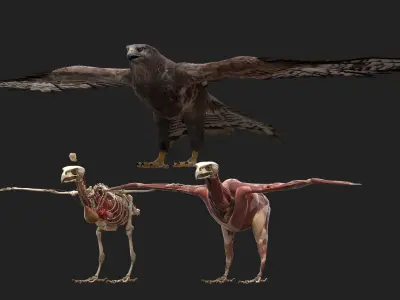 Hawk Fur Anatomy 3D model