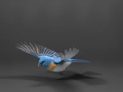 Lazuli Bunting Bird Animated VFX Grace 3D model