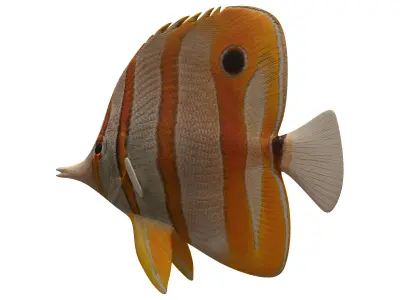 butterfly fish Low-poly 3D model get