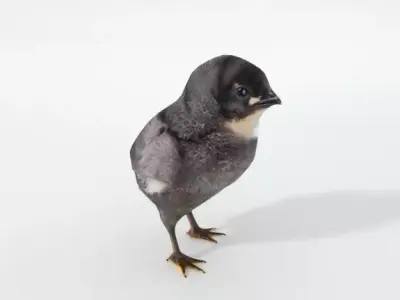 Black Little Chicken Low-poly 3D model