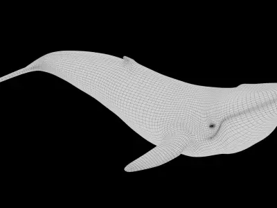 whale 3D model purchase