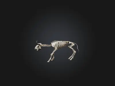 Realistic Bison Skeleton Model Low-poly 3D model