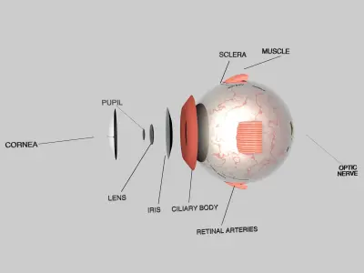 Human Eye Cross Section Eyeball 3D model purchase