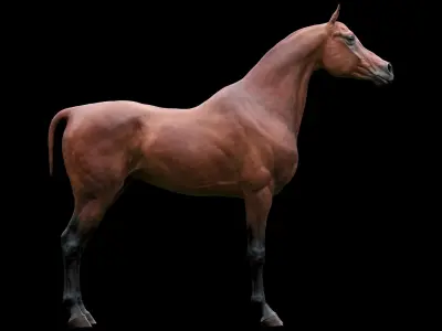 Horse 3 colors Arabian 3D model
