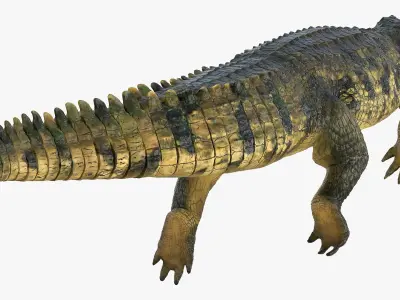 Animated Crocodile Swiming Rigged for Maya 3D model