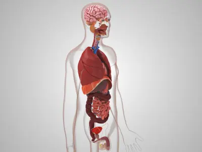  10 Anatomical human organs in body 