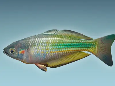 Rainbow Fish 3D model