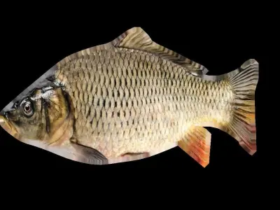 Low Poly Carp fish Free low-poly 3D model