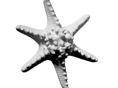 Horned Sea Star Star Fish 3D Model  3D model
