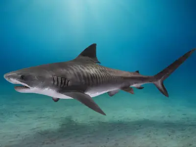 Realistic Tiger Shark Animated 3D model