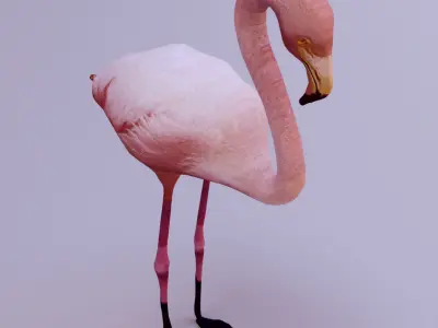 Flamingo Low-poly 3D model get