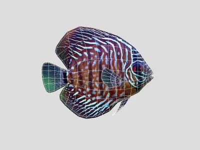 Discus  Realistic Animated Low-poly 3D model