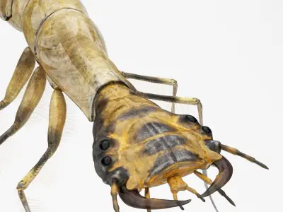 Acilius Sulcatus Larvae Rigged Animation 3D model