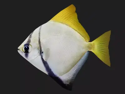 Pomfret Low-poly 3D model order
