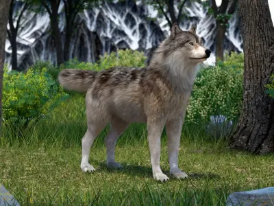 Grey Wolf Fur 3D model